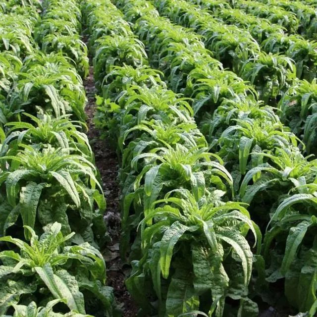 【新品上架】大叶尖皮绿莴笋!耐热性强,清香爽口,现在种正合适!