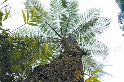 桫椤:恐龙同时代的"蕨王"