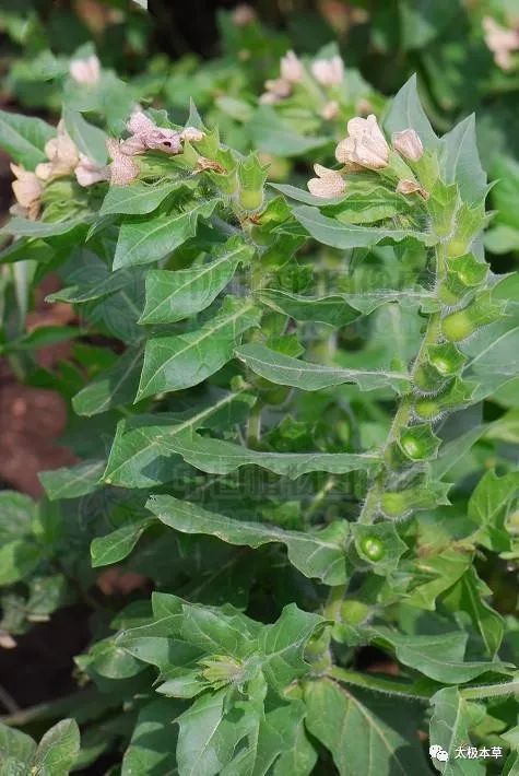 天仙子,见过吗?大毒!能止痛|大毒|牙痛|种子|天仙子