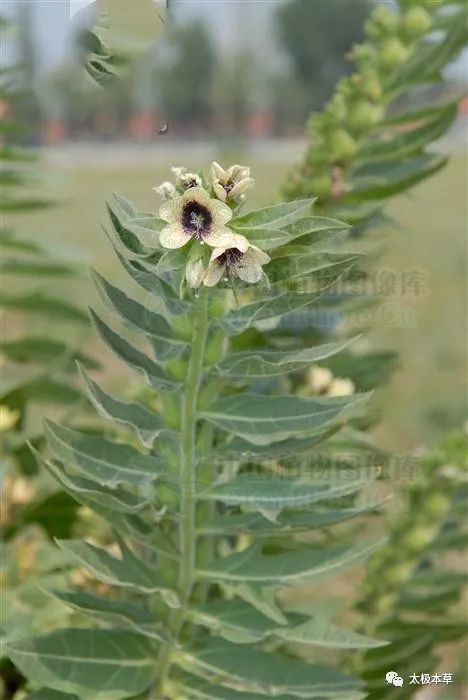 天仙子,见过吗?大毒!能止痛