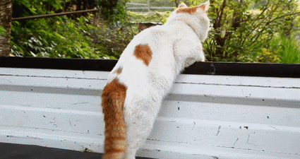 猫咪尾巴的六种姿态分别代表不同的情绪你知道几个