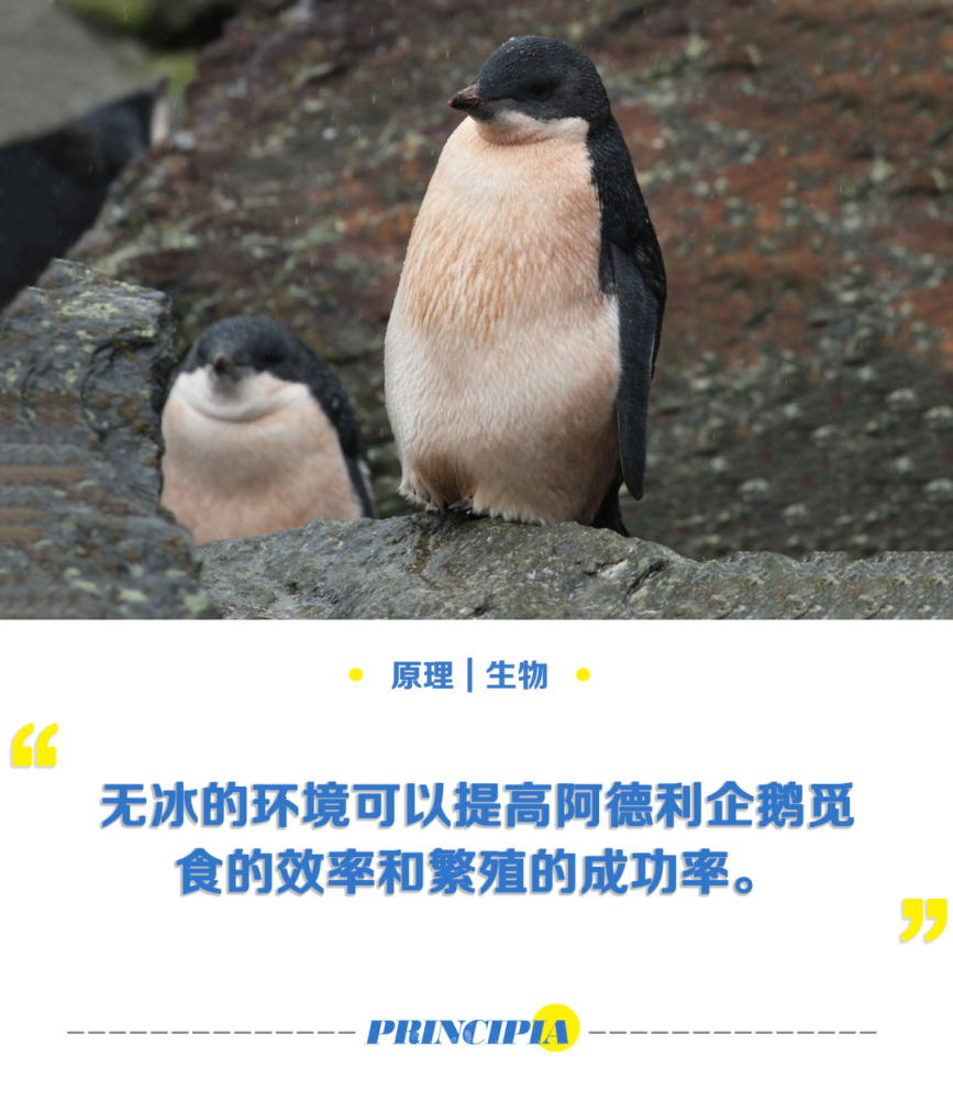 企鹅|我就是那个更喜欢无冰的憨憨企鹅