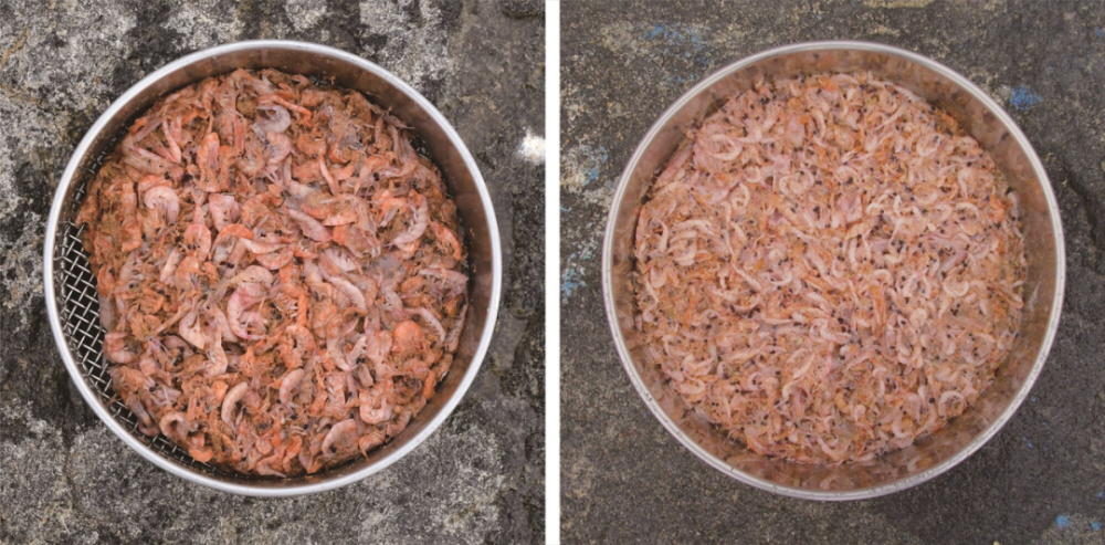 企鹅|我就是那个更喜欢无冰的憨憨企鹅