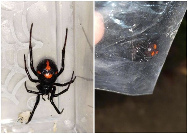 成都首现雌性怪肥腹蛛或与全球气候变暖有关