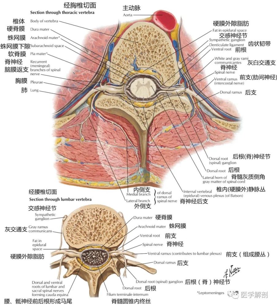 脊神经(spinal nerves) 共31对, 每对脊神经连于一个脊髓节段, 每对脊