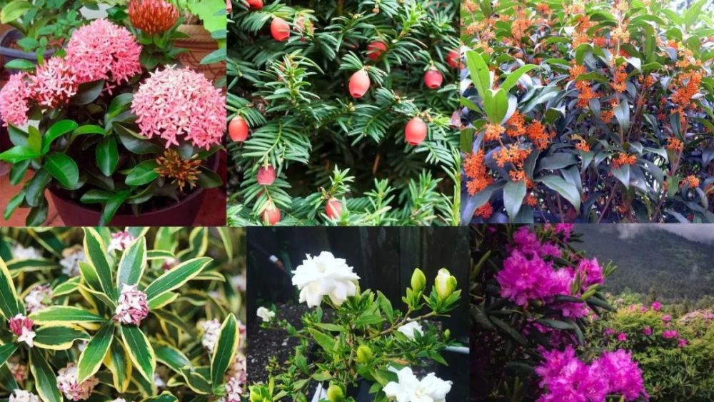 适用于您花园的13种最佳常绿灌木