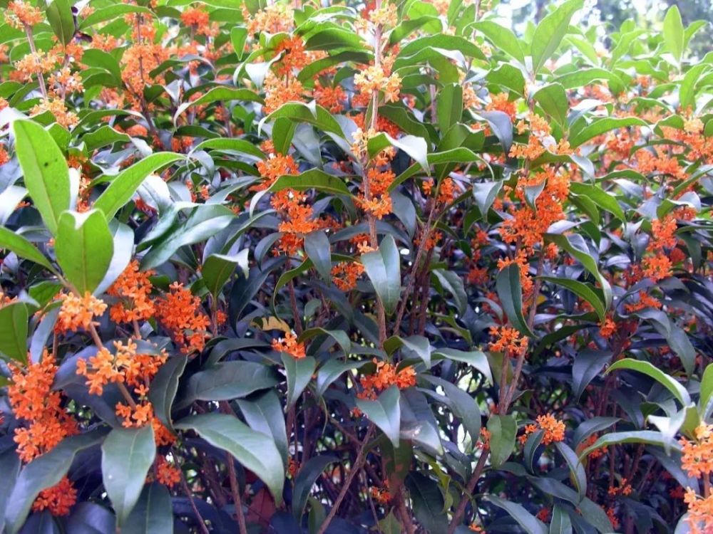 适用于您花园的13种最佳常绿灌木