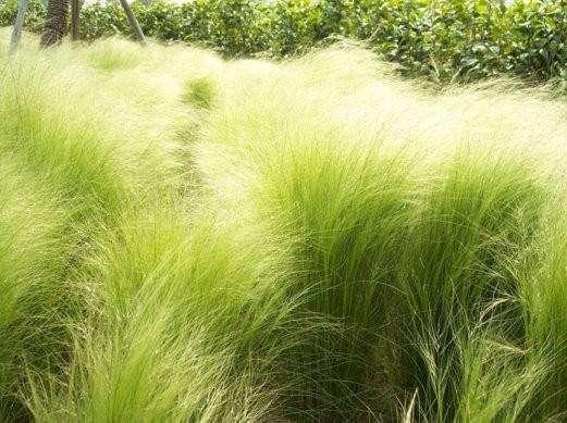 有了小花园后不能没有马尾草,随风飘荡,非常的逍遥
