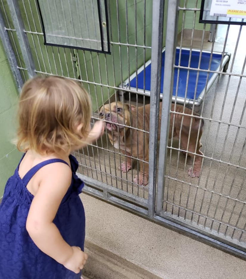 比特犬快被安乐死两岁小女孩一句话把它从死神手中救回