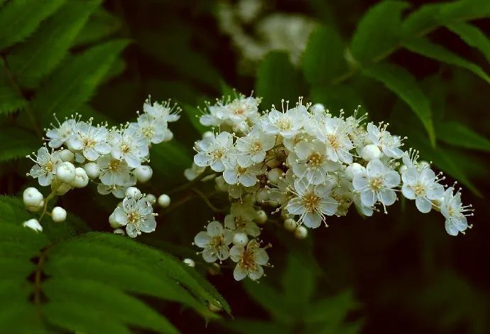 珍珠梅花期(珍珠梅花期怎么浇水)