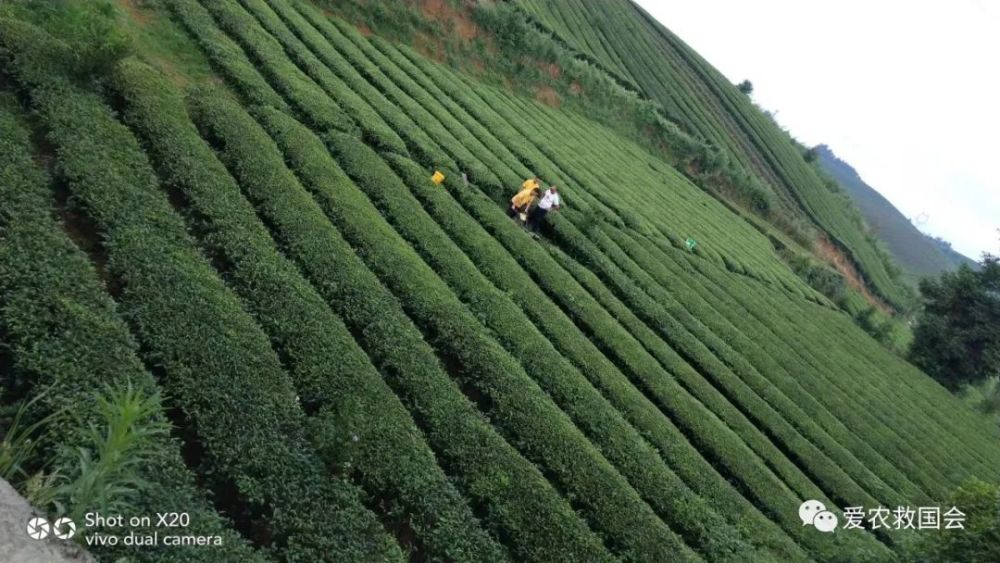 生物学|茶红素的生物学活性