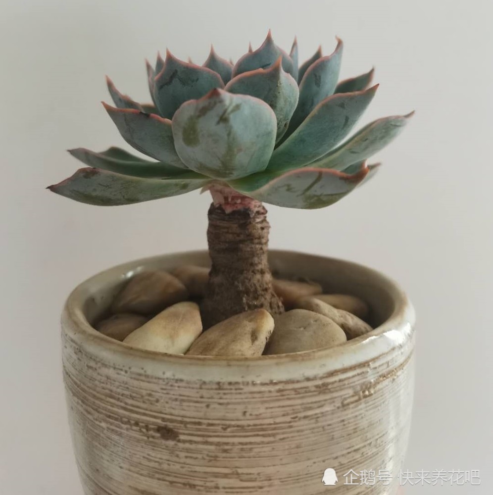 即使不在开挂区也能养得好看的多肉-皮氏石莲_腾讯新闻