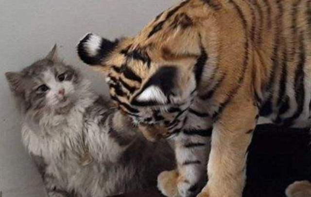 男子将老虎当猫咪养,3年后变成这样,网友:真是个人才!