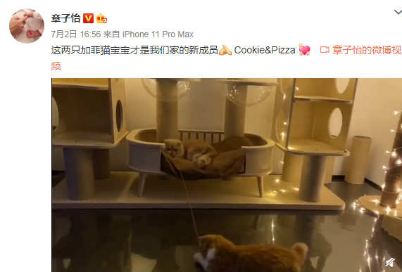 章子怡|章子怡小腹凸起，引发三胎传闻，本尊回应家里确实迎来两位新成员
