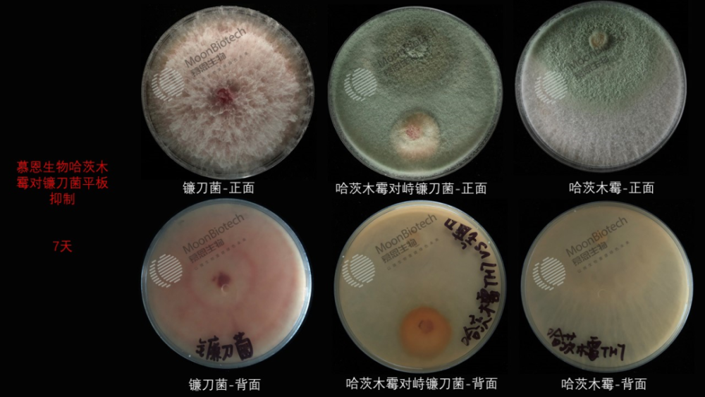 生防真菌对抗病原菌 | 图源:慕恩生物拜赖青霉能分泌吲哚乙酸,赤霉素