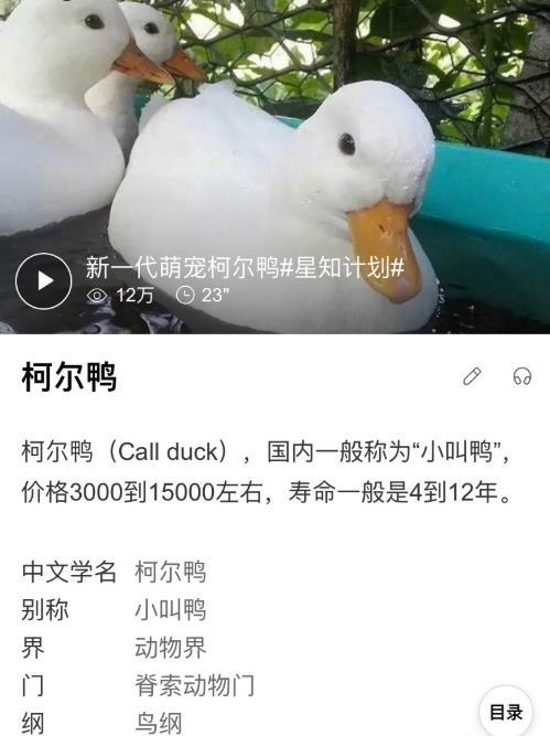 王珞丹|王珞丹以10只烤鸭寻宠物鸭，谁想等来噩耗，王思聪曾购买同款鸭