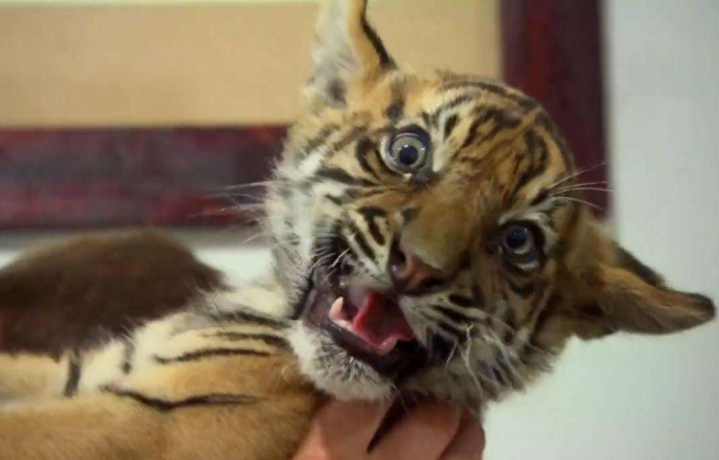 男子将老虎当猫咪养,3年后变成这样,网友:真是个人才!