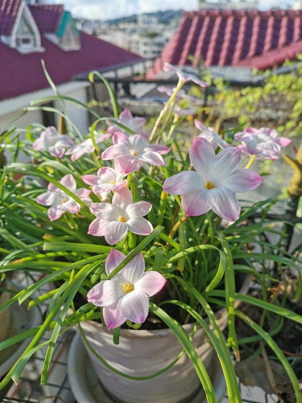 一款很耐热的盆栽花 适合夏天种 好看又好养 一年开花很多次 腾讯网