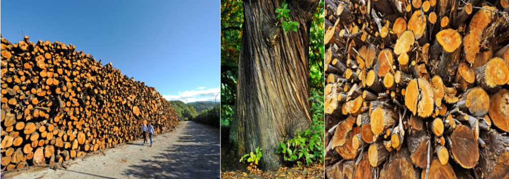 160多年的坚持,意大利施华开创栗木单宁替抗新格局_腾讯新闻