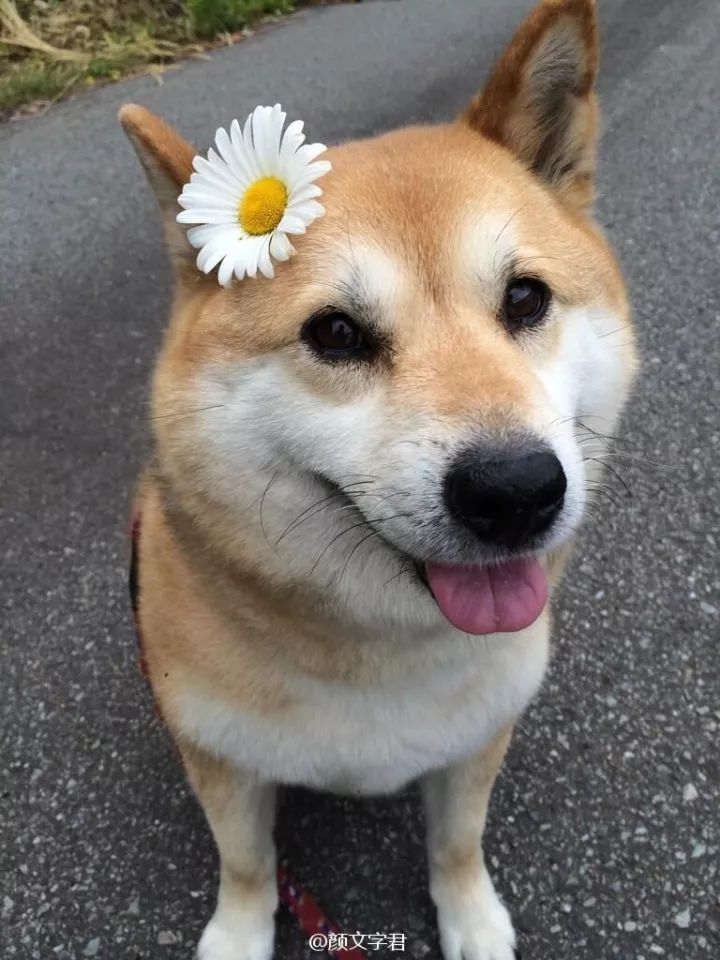 爱我你怕了吗?柴犬表情包来了