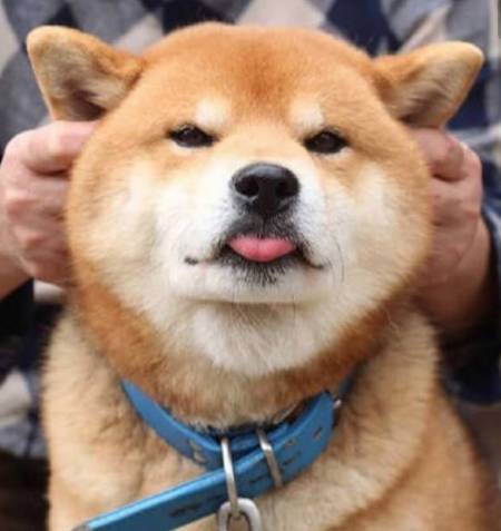 爱我你怕了吗?柴犬表情包来了