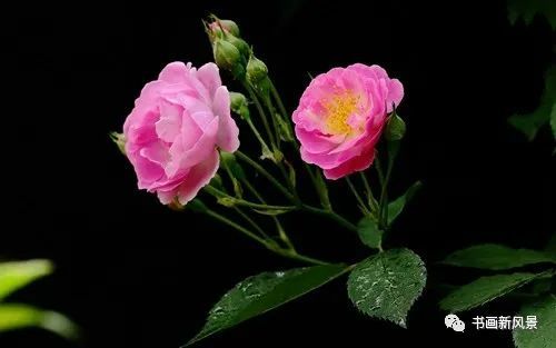 蔷薇蔓的记忆 致爱人 腾讯新闻