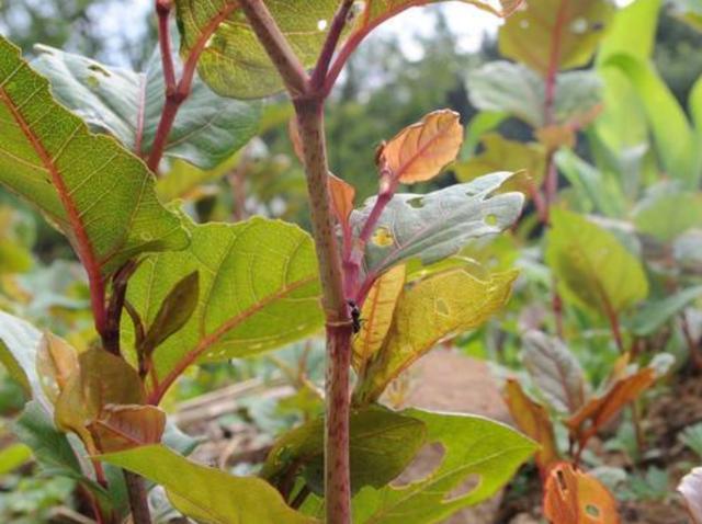 农村这种叫酸汤草的植物,小孩经常采来吃,其实它药用价值特别高