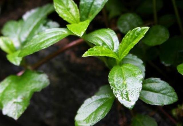 农村这种叫酸汤草的植物小孩经常采来吃其实它药用价值特别高