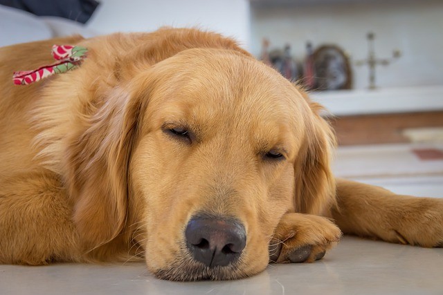 梦里爱犬似有泪 守门相望怨归迟