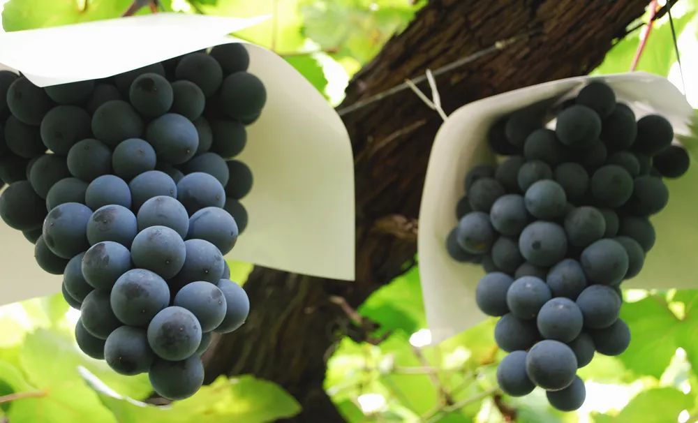 从小吃到大的巨峰葡萄,居然是因为富士山而得名?_腾讯新闻