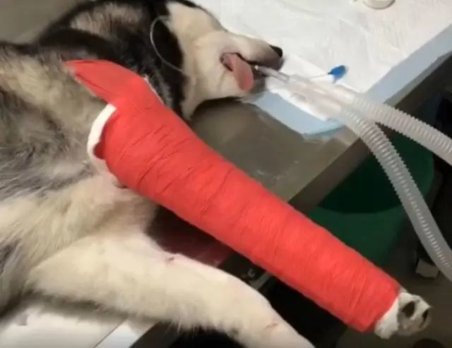 哈士奇摔断腿后跑起来像关公提着青龙偃月刀哈士奇爱我你怕了吗