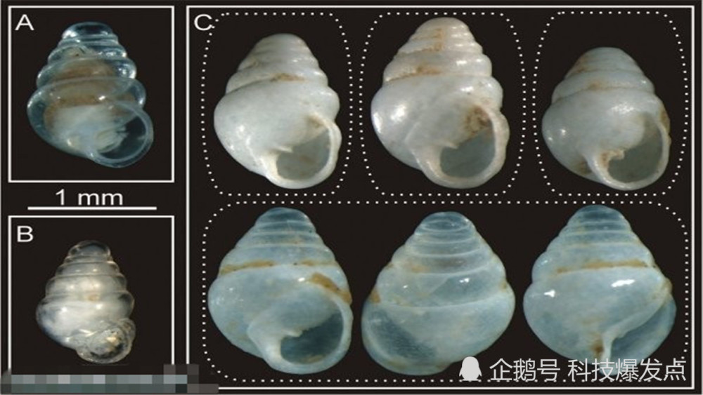 ufo|突破认知的新物种，比硬币还小的青蛙，它被称为海底“UFO”！