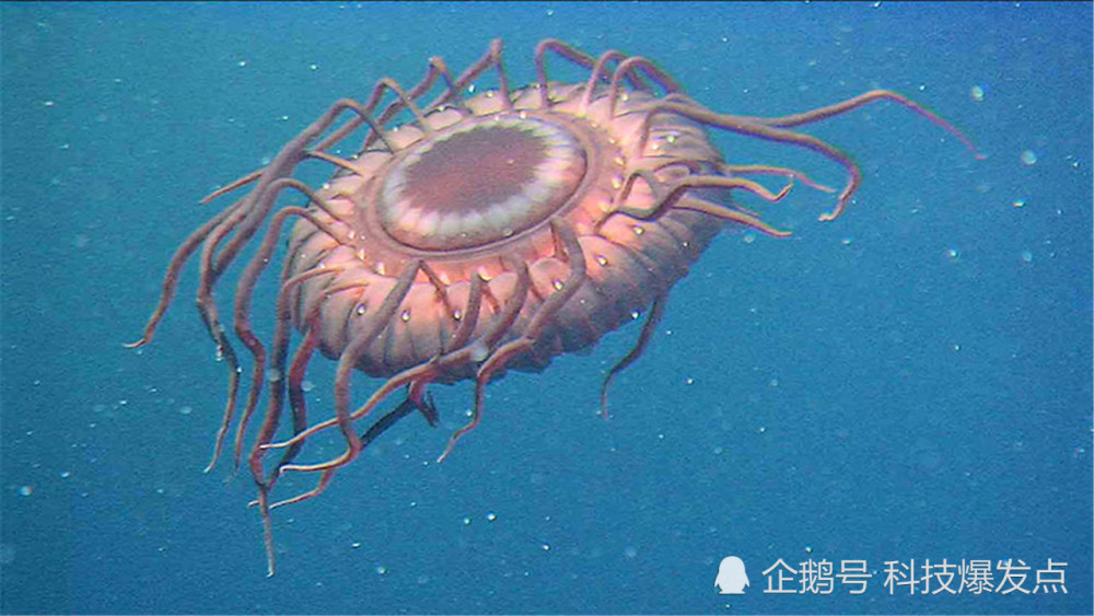 ufo|突破认知的新物种，比硬币还小的青蛙，它被称为海底“UFO”！