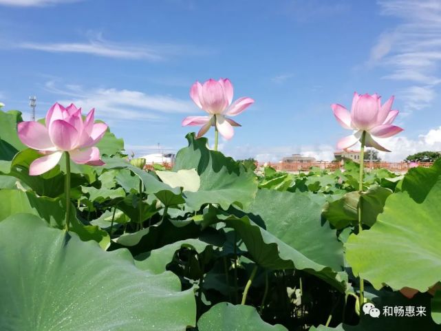 惠来沟疏湿地公园图片