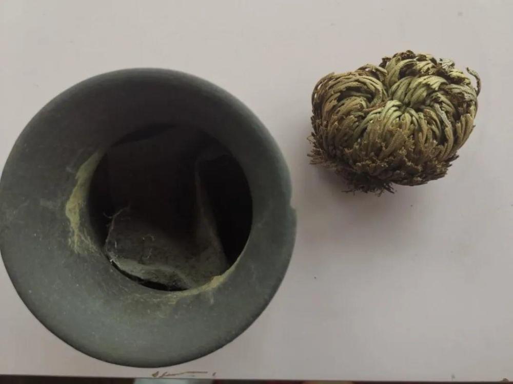 传说的九死还魂草 一晒就枯黄 水一泡就活 腾讯新闻