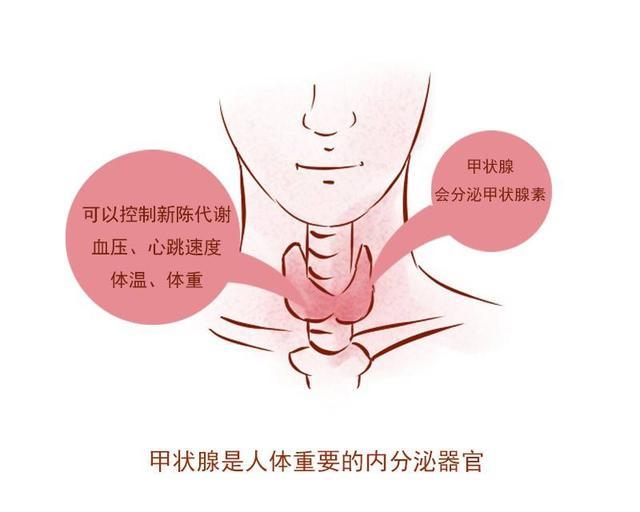 甲状腺癌|真的有一种癌叫“懒癌”！同样都是癌，为何甲状腺癌如此奇葩？