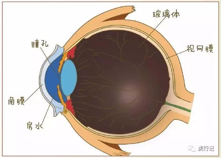 青光眼,你了解多少?