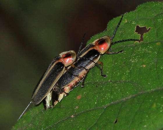 尾部挂灯笼的萤火虫:雄性为爱发光,雌性为吃同类发光_腾讯新闻
