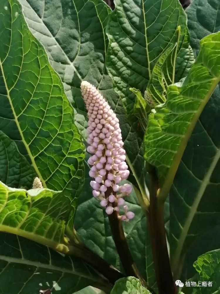 商陆,终于见到了中国原生的商陆!_腾讯新闻