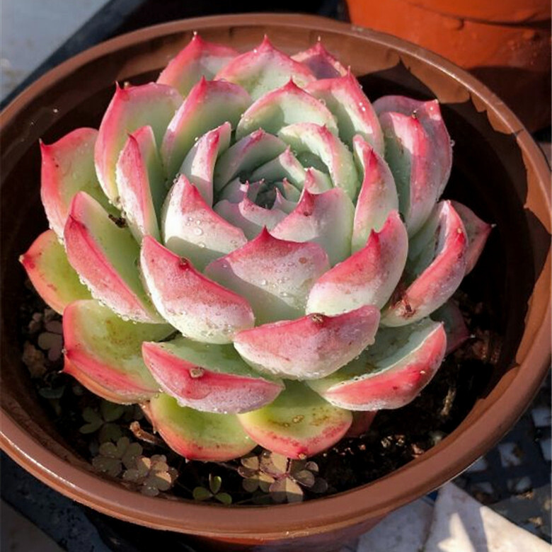 夏季想让多肉健康生长 几招妙招 不要错过 腾讯新闻