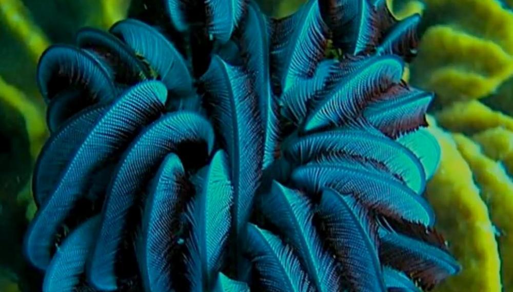 海洋中的羽毛球现实存在的史前生物