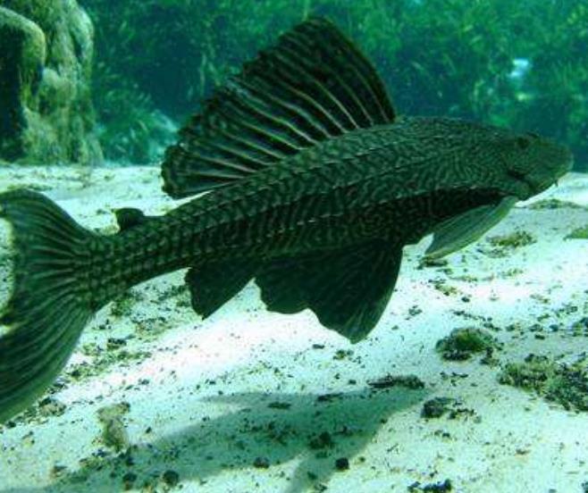 物种|我国最早一批入侵物种，繁衍力强却不能吃，专家：见到马上消灭