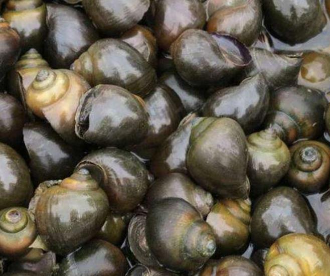 物种|我国最早一批入侵物种，繁衍力强却不能吃，专家：见到马上消灭