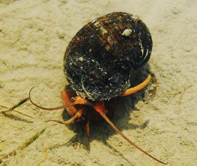 物种|我国最早一批入侵物种，繁衍力强却不能吃，专家：见到马上消灭