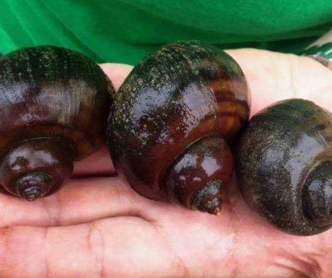 物种|我国最早一批入侵物种，繁衍力强却不能吃，专家：见到马上消灭