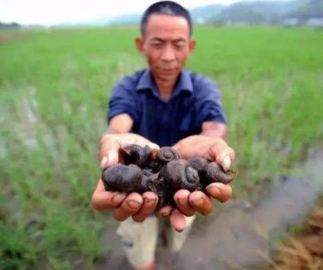物种|我国最早一批入侵物种，繁衍力强却不能吃，专家：见到马上消灭