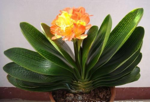 烂根|花草出现这种状态，可能是烂根了，抓紧换盆换土！