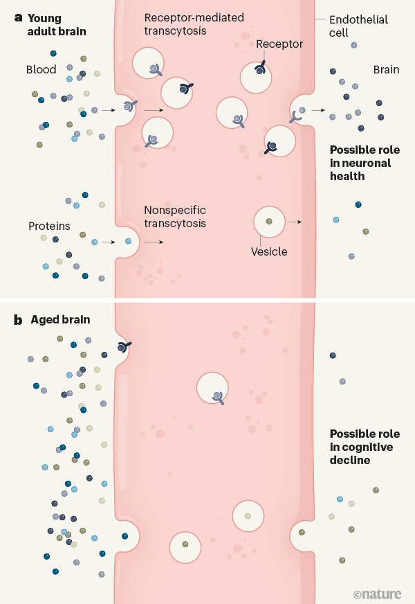 大脑|当大脑变老时，发生了什么？《自然》新发现刷新百年认知
