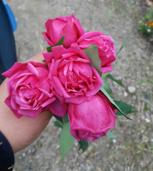 中国古老月季 认识的人很少 不养一棵太可惜 香水月季 月季 月月粉