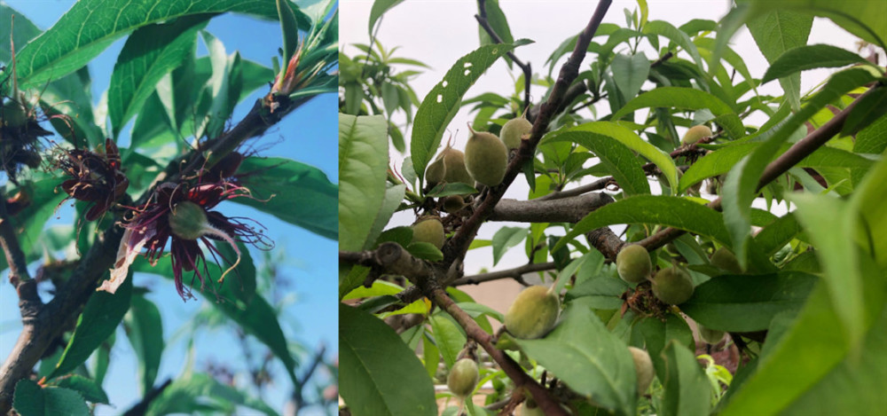 如今迎来收获的她也是感慨万分,附文写道"记录下了桃子的生长过程,图